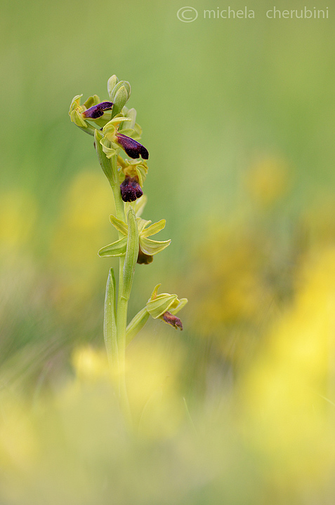 ophrys fusca